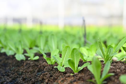 Fresh organic lettuce growing in organic farm. Harvesting, agricultural and farming concept.