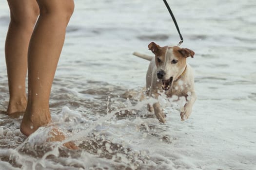 Jack russell dog plays on the beach with splashes of water and jumping after the.