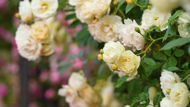 Blooming white roses bush in morning garden. Fresh white flowers blossom in green leaves.