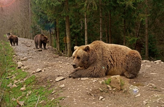 Sad bear in an animal cage at the zoo. A wild bear sleeps behind the bars of an animal cage. Brown bear in a nursery enclosure in the Carpathian Mountains. Ukraine