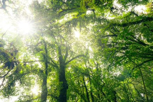 Green tree forest with sunlight through green leaves. Natural carbon capture and carbon credit concept. Sustainable forest management. Trees absorb carbon dioxide. Natural carbon sink. Environment day