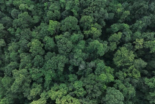 Aerial top view of green trees in forest. Drone view of dense green tree captures CO2. Green tree nature background for carbon neutrality and net zero emissions concept. Sustainable green environment.