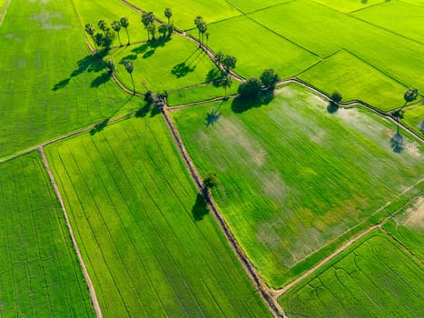 Aerial view of green rice field with trees in Thailand. Above view of agricultural field. Rice plants. Natural pattern of green rice farm. Beauty in nature. Sustainable agriculture. Carbon neutrality.
