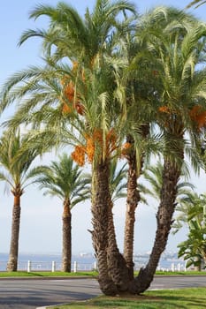 France, Nice. October 2023. Palm trees, Nice embankment. Picturesque view of the famous Promenade des Anglais embankment