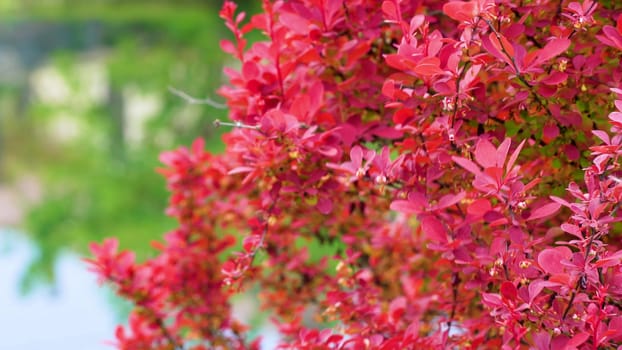 Close-up of red leaves and red fruits of deciduous shrub of Japanese barberry, Berberis thunbergii
