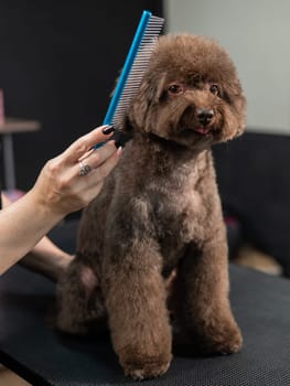 Woman combing a small dog with scissors in a grooming salon