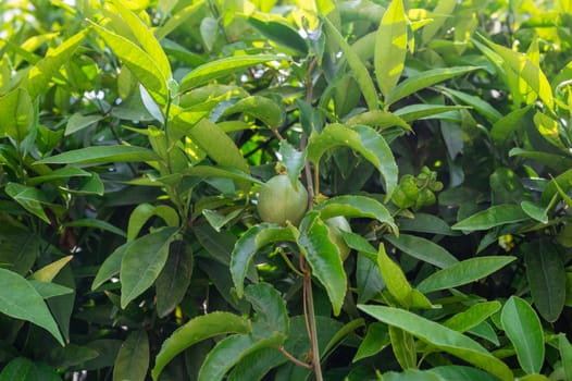 Passion fruit maracuja growing on the tree in the garden, beauty summer day