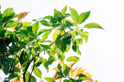 Lemon growing on the tree in the garden, beauty summer day