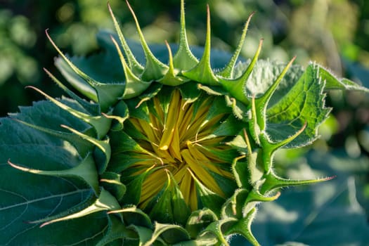 Close-up of a closed sunflower bud head with green leaves and a yellow core. Agriculture theme. Botany