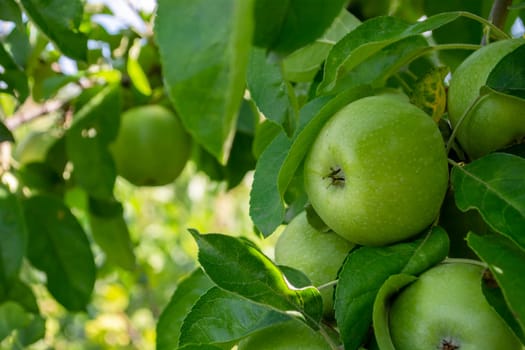 Green apples among juicy leaves on a tree in an orchard, ready for harvest. The Reinette Simirenko.