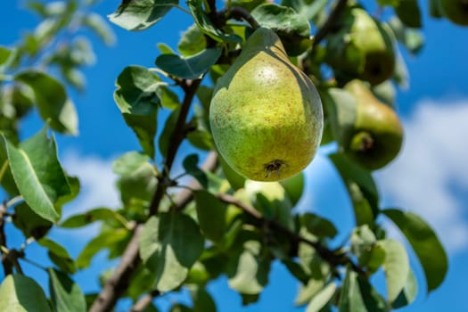 Ripe green pear on a branch with leaves in the garden against a blue sky with clouds. Sunny day. Harvest season.