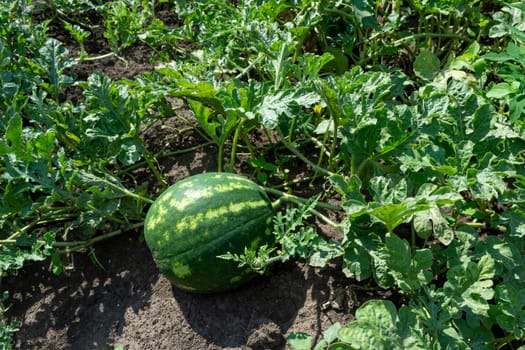 Ripening striped sweet watermelon in a field among green leaves, sunny bright summer day. Gourd culture. An annual herbaceous plant.