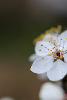 Blooming cherry flower close-up on a beautifully blurred background. Vertical photo. Pistils and stamens. Selective focus. Spring garden.