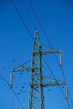 Photographic documentation of a flock of birds on an electricity pylon 