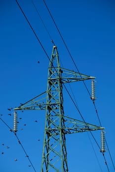 Photographic documentation of a flock of birds on an electricity pylon 