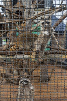 raccoons behind bars in the zoo.