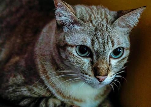 Blue Eyed Grey silver close up Tabby Cat