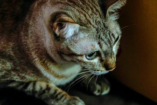 Blue Eyed Grey silver close up Tabby Cat