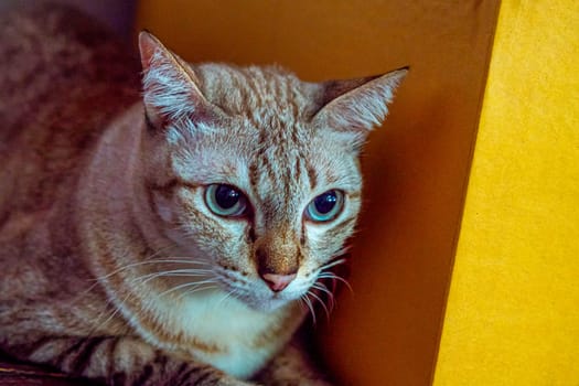 Blue Eyed Grey silver close up Tabby Cat