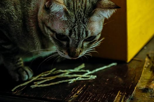 Blue Eyed Grey silver close up Tabby Cat