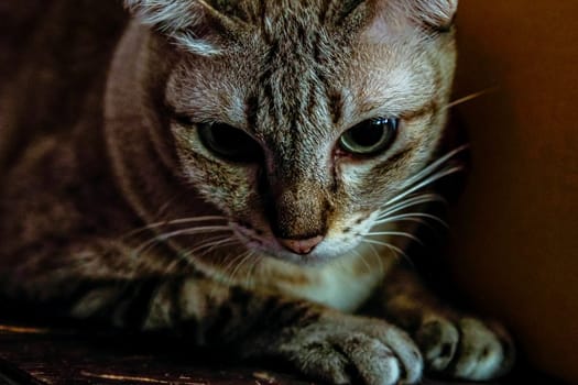 Blue Eyed Grey silver close up Tabby Cat