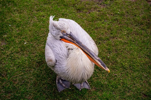 pelican on the green grass top view