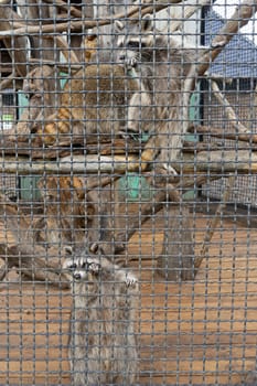 raccoons behind grating in the zoo