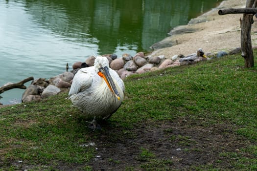 pelican sits on shore of lake