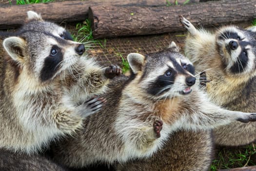 Raccoons beg for food. Petting Zoo