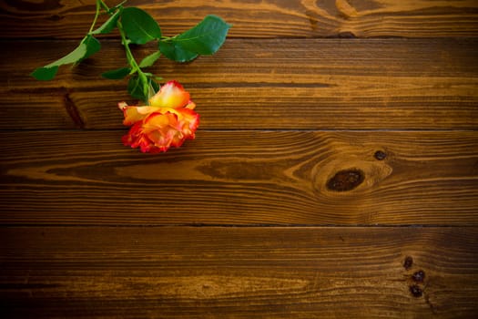 one red beautiful blooming rose on a dark wooden table