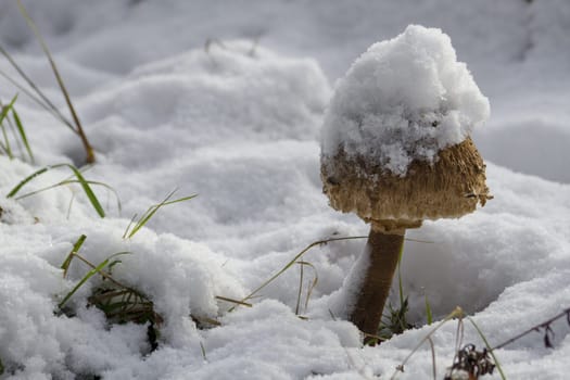 Big mushroom under a cap of snow. High quality photo
