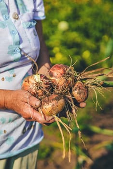 An old woman harvests onions in the garden. Selective focus. Food.