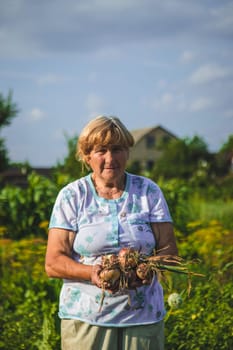 An old woman harvests onions in the garden. Selective focus. Food.