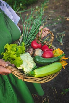 An old woman harvests vegetables in the garden. Selective focus. Food.