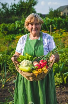 An old woman harvests vegetables in the garden. Selective focus. Food.