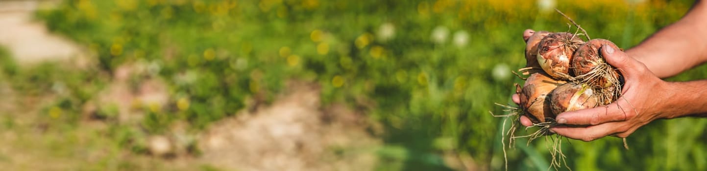 A man farmer harvests onions in his garden. Selective focus. Food.