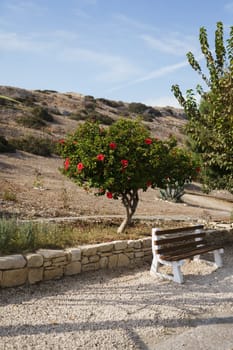 green tree with red blossom flowers