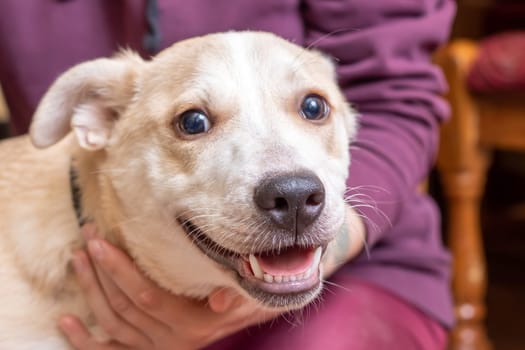 Cute white dog at home close up portrait