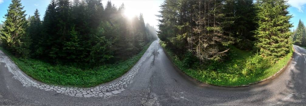 pine tree forest with a curvy country road on a fresh summer morning with mist and fog and sunbeams