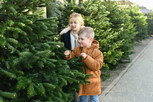 The sister and brother chooses a Christmas norman tree at a market