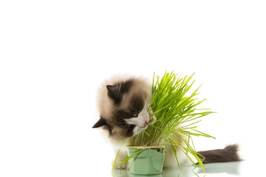 A Ragdoll cat eats grass from a plastic pot, isolated on a white background.