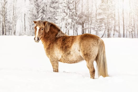 Light brown horse standing on snow field, side view, sun shines over trees in background.