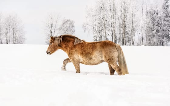 Light brown horse wading through snow on winter field, trees in background, photo from side