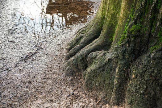 Large tree trunk and roots covered with green moss, small puddle of rain in background, at public park.