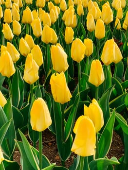 lots of multicolored tulip as spring background