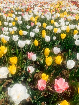 lots of multicolored tulip as spring background