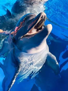beautiful bottlenose dolphin in the blue wince water pool