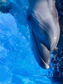 beautiful bottlenose dolphin in the blue wince water pool