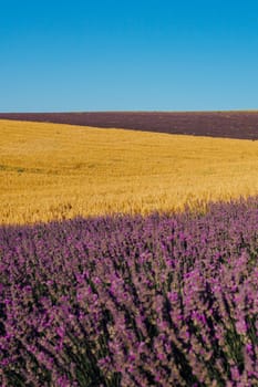 field of fragrant flowers of purple lavender and yellow wheat before harvest