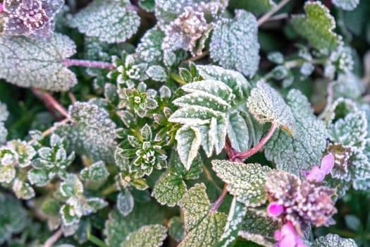 Beautiful frozen microcosmos. Freezing weather frost action in nature. First frost at frozen field plants close-up autumn shot